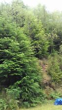 Western hemlock bareroot for sale  NEWCASTLE EMLYN