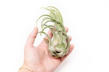 Large tillandsia seleriana for sale  Saint Augustine