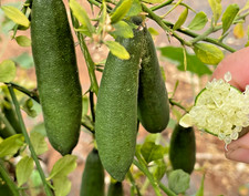 Green finger lime for sale  Plant City