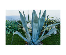 Blue agave tequilana for sale  Homestead