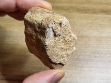 Chunky dinosaur bone for sale  SOLIHULL