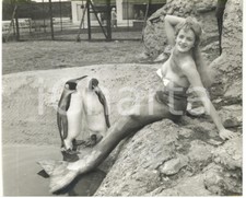 1960 chester zoo usato  Milano
