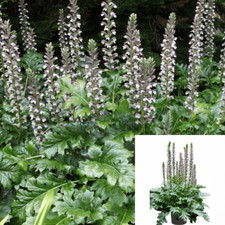 acanthus leave oak for sale acanthus leave oak for sale Modesto