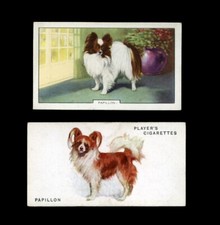 Papillon butterfly dog for sale  UK
