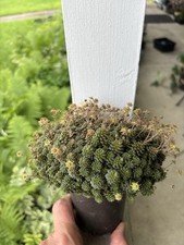 cacti succulent gardens for sale cacti succulent gardens for sale Springfield