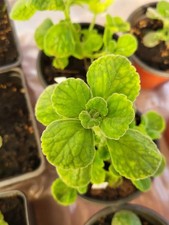 Vicks live plant for sale  Rexford