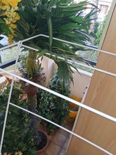 Lot plantes artificielles d'occasion  Cagnes-sur-Mer