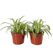 Easy grow spider for sale  San Marcos