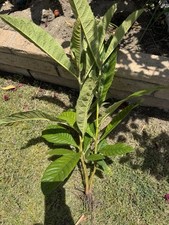 Bunch loquat tree for sale  Highland
