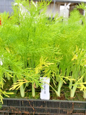 Fennel plugs ready for sale  CAMBORNE