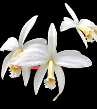 Rare cattleya jongheana for sale  LONDON