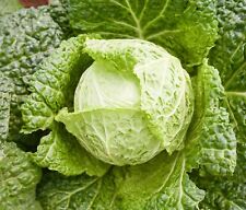 Savoy cabbage seeds for sale  DEWSBURY