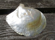 Large mother pearl for sale  BRIDGWATER