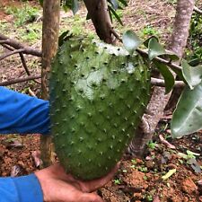 Soursop tropical fruit d'occasion  Expédié en Belgium