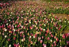Angebot 100 tulpen gebraucht kaufen Angebot 100 tulpen gebraucht kaufen  Erfurt