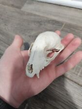 Meduim real skull for sale  South Dartmouth