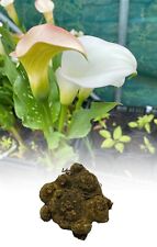 Zantedeschia white calla for sale  ALFRETON