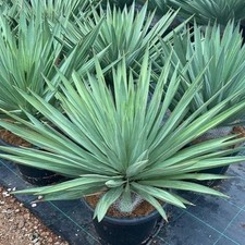 Yucca gloriosa green for sale  Redmond