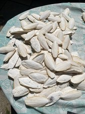 Cuttle fish bone for sale  BEXHILL-ON-SEA
