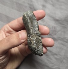 Rare unusual fossil for sale  Staten Island