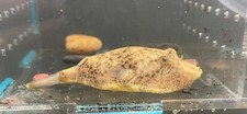 Tetraodon miurus potato d'occasion  Expédié en Belgium