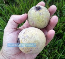 Fresh seeds genipa d'occasion  France