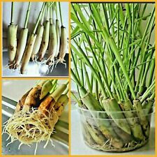 Lemongrass stalks mosquito for sale  Sugar Land