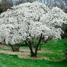 Star magnolia shrubs for sale  Mcminnville