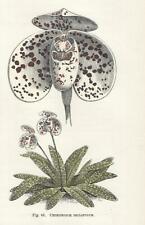 Stampa antica fiori usato  Lecco