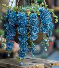 Sale2132 echeveria blue gebraucht kaufen  Dettingen an der Erms