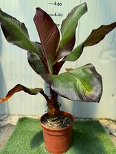 Pianta musa maurelli usato  Maddaloni