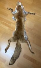 Fuchsfell fuchsfelle fell gebraucht kaufen  Mudau