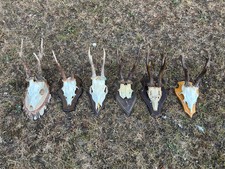 Real roe deer for sale  UK