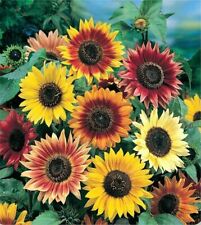 Sunflower autumn beauty for sale  NOTTINGHAM