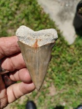 mako shark for sale mako shark for sale Jacksonville