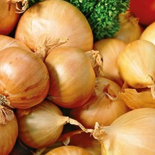 Shallot red sun. for sale  UK