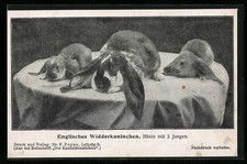 Englisches widderkaninchen hä gebraucht kaufen  Berlin