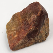 Petrified wood eocene for sale  Rockledge