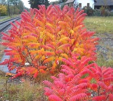 Samen pflanzen beet gebraucht kaufen  Calw