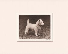 WESTIE WEST HIGHLAND WHITE TERRIER ORIGINAL VINTAGE 1931 DOG PRINT READY MOUNTED comprar usado  Enviando para Brazil