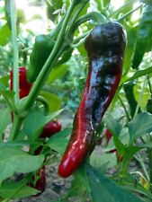 Chimayo Nativo Chile -família cultivada em Chimayo comprar usado  Enviando para Brazil