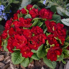 Primula belarina valentine for sale  New Castle