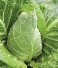 10x pointed cabbage for sale  LONDON