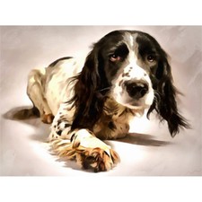 Springer spaniel hund for sale  EDINBURGH