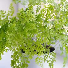 Maidenhair fern indoor for sale  GLASGOW