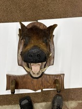 Wild boar pig for sale  Redkey