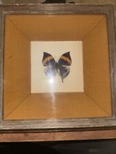 Kallima inachus dead for sale  Stockton
