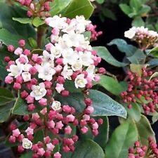 2ltr viburnum tinus for sale  NELSON