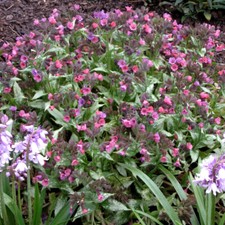 Pulmonaria silver bouquet for sale  LLANDYSUL