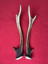 Pair sika deer for sale  DUNDEE
